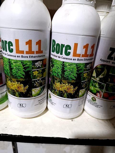 BOR PLANT 1L